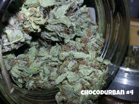 Chocodurban Bigdogs Seeds Collection Cannabis Strain Gallery