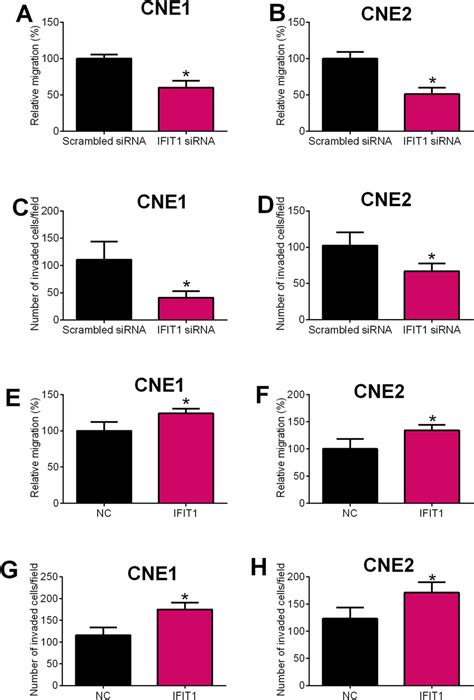 Effects Of Ifit Overexpression Knockdown On The Migration And Invasion