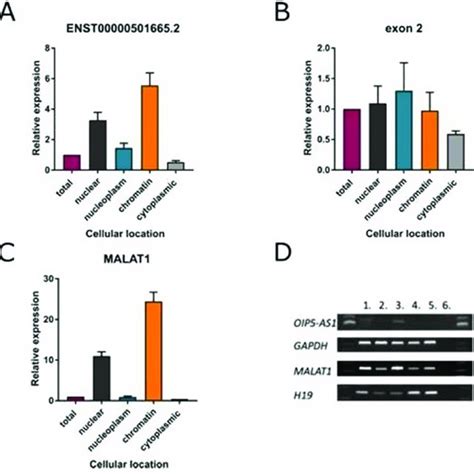 OIP5 AS1 Is A Chromatin Associated LncRNA A Subcellular Location Of