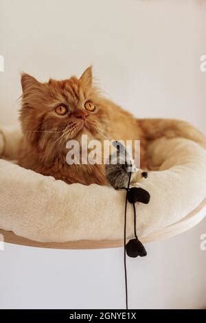 Brown Persian Cat Sitting In Different Places And Playing Stock Photo