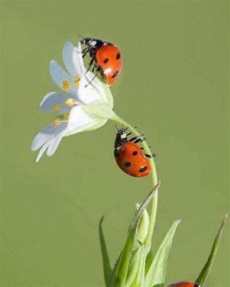 Two Ladybugs Sitting On Top Of A White Flower