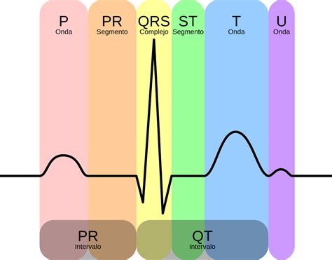 Como Funciona O Eletrocardiograma Retoedu