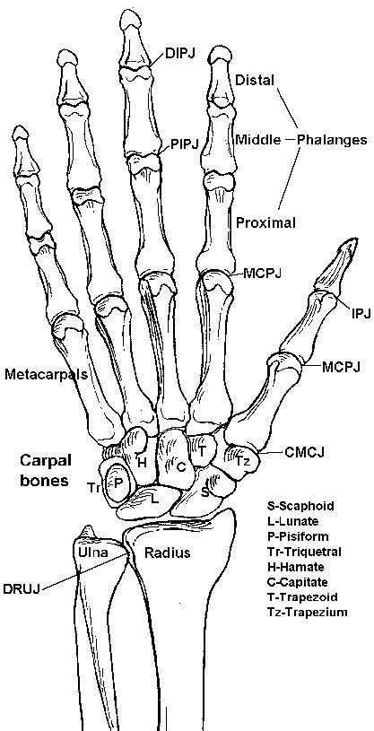 8 best Hand Bones Anatomy images on Pinterest | Hand bone anatomy, Anatomy bones and Human body