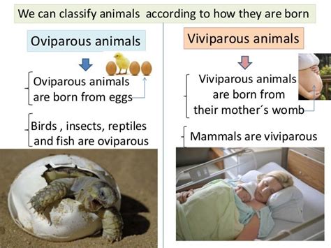 KANTICUARTOS: VERTEBRATE ANIMALS