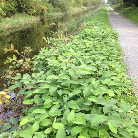 Invasive Weed Solutions For The Complete Control Of Invasive Weed