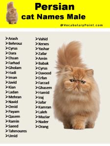 200+ Best Persian Cat Names (Unique, Male & Female) - Vocabulary Point