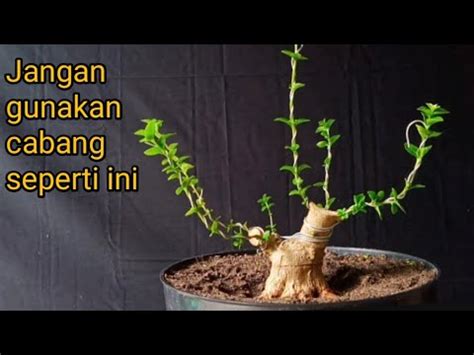 Cara Mengatur Tata Letak Percabangan Konsep Awal Bahan Sancang Youtube