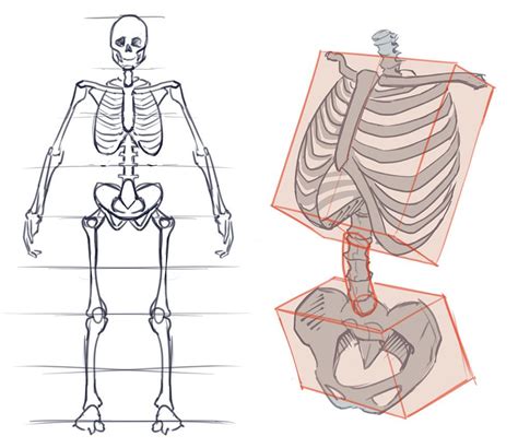 How To Draw The Torso Front View Human Anatomy Drawing Human Figure