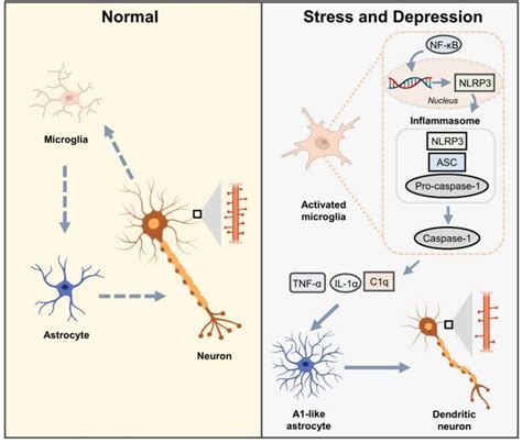 Cell 子刊：南京医科大胡刚团队揭示小胶质细胞介导抑郁症的新机制 Cell 胶质 细胞 新浪新闻