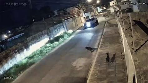 Motorista Persegue E Atropela Cachorro Em Maceió Veja Vídeo Vídeo Dailymotion