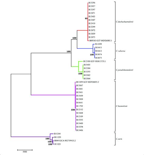 Maximum Parsimony Tree Illustrating The Phylogenetic Relationships