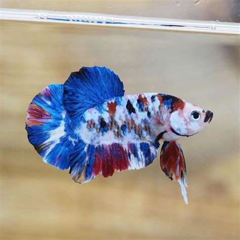 The Koi And Galaxy Bettas Is Sub Type Of Betta Marble Types Betta