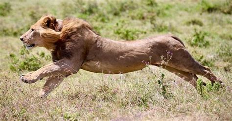 Male Lion Pouncing On Prey