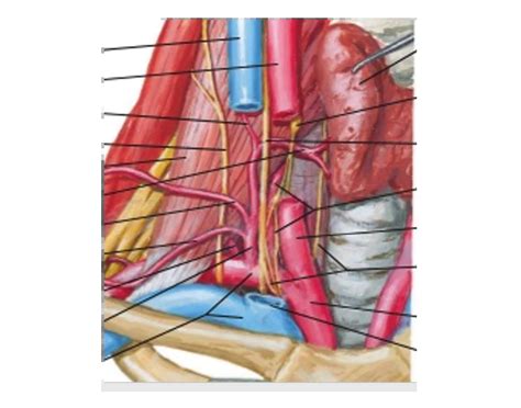 THYROCERVICAL TRUNK Quiz