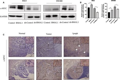 Bmal Regulates Cmyc Expression A Bmal Activated Cmyc Protein