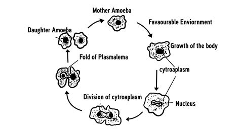 Protist Life Cycle Lon-capa Biological Diversity 3