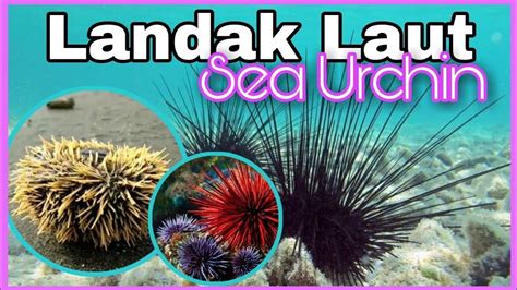 Landak Laut Sea Urchin Youtube