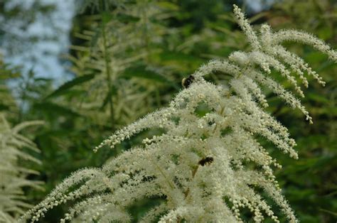 Aruncus Dioicus Skogskjegg Ringve Botanical Garden Ntnu