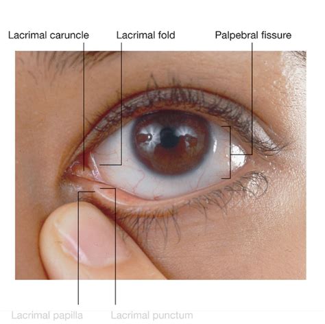 Anatomy Greys Anatomy Ocular