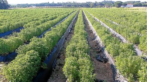 La fábrica de Stevia más grande del mundo se encuentra en Piura