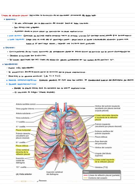 Solution Pleura Y Pulmones Anatom A Studypool