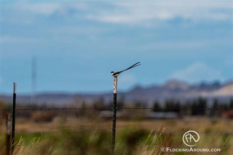 How to document a rare bird sighting