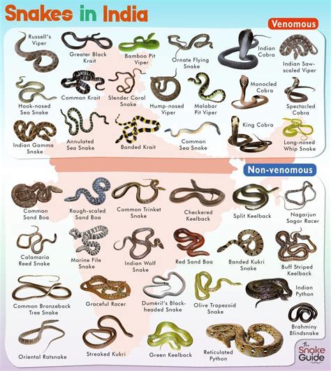 List of Common Venomous and Non-venomous Snakes in Vietnam with Pictures