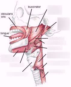 Extrinsic Muscles Of The Larynx Lateral View Diagram Quizlet