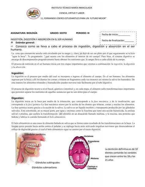 Ingesti N Digesti N Y Absorci N En El Ser Humano Instemainbiologia