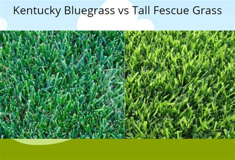 Kentucky Bluegrass