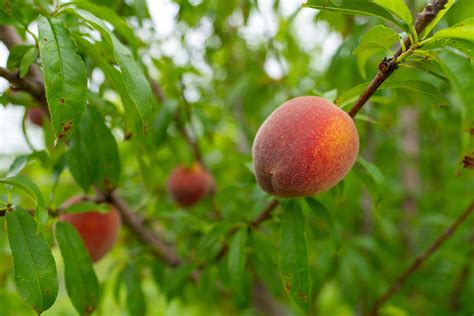 Harvest Tips How To Maximize The Taste Of Peaches Blackberries And