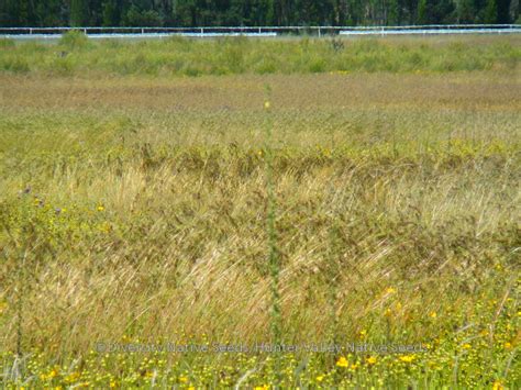 Diversity Native Seeds » Blog Archive » Themeda triandra. kangaroo grass