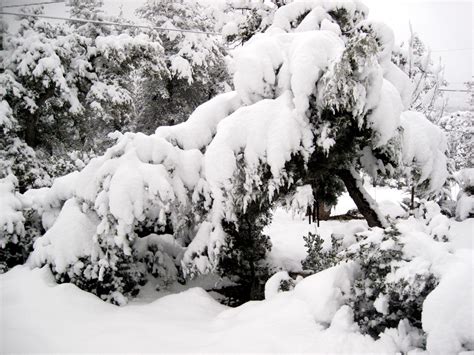 Free Images Tree Branch Snow Black And White Weather Season