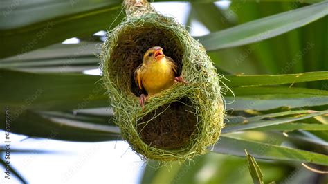 Golden Baya Weaver Bird With Its Nest Colony Peeping Photos Adobe Stock