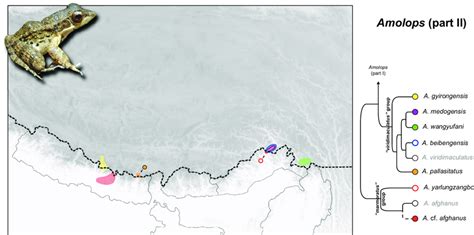 Distribution Map And Simplified Phylogenetic Relationships Among Ep