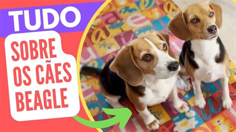 Tudo Sobre Os Beagles Dicas Para Ter Um Cachorro Beagle YouTube