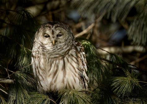 Chouette Ray E Barred Owl Au Cours Dune Matin E Enso Flickr