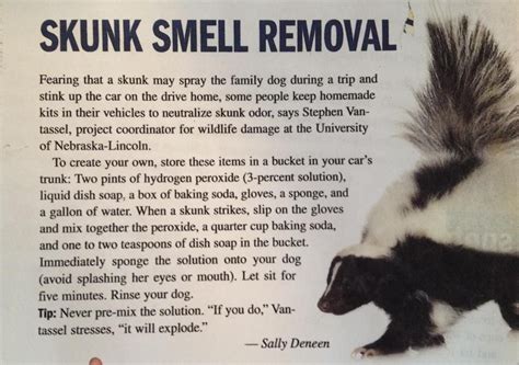 skunk smell removal seriously works used it on my lab last night | Skunk smell, Family dogs, Skunk