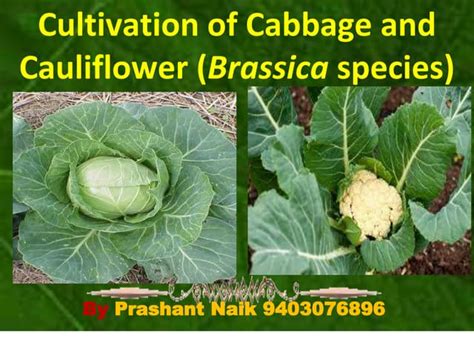 webinar  cole cropspptx