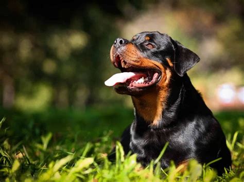 Aprender Sobre Imagem Tudo Sobre A Ra A Rottweiler Br