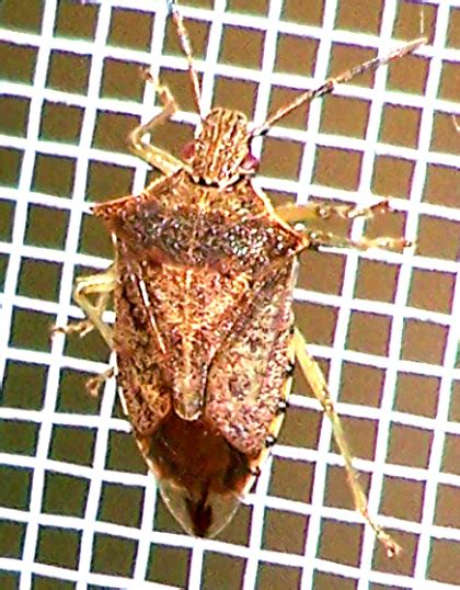 Podisus Maculiventris BugGuide Net