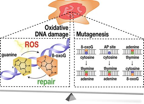 The Genomics Of Oxidative Dna Damage Repair And Resulting Mutagenesis