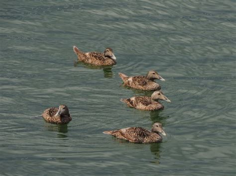 Young Common Eiders – My Bird of the Day