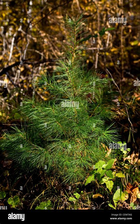 Eastern White Pine Hi Res Stock Photography And Images Alamy