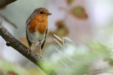 Rouge Gorge Robin Oiseau Chanteur Photo Gratuite Sur Pixabay