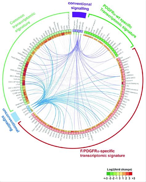 Common And Divergent Biologic Responses Initiated By F PDGFRa And Wild