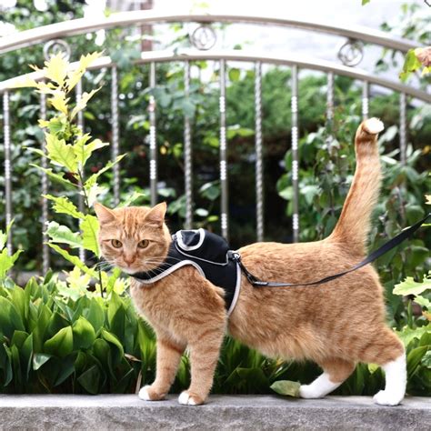 Stray X Travel Cat Harness And Leash Set Limited Edition Travel Cat