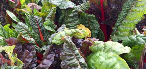 What Does Swiss Chard Taste Like Bitter Or Not Food Fact