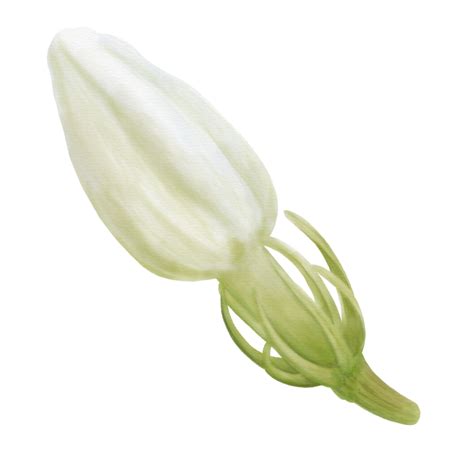 Watercolor Of Decorative Jasmine Flower Buds Front View 10251098 Png