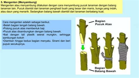 Perkembangbiakan Tumbuhan Secara Vegetatif Kelas 6 SD PPT